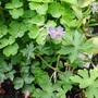 Geranium phaeum 'Blauwvoet'