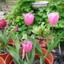 Tulips in pots
