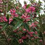  Tartarian Honeysuckle    'Lonicera tatarica'