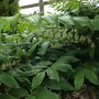 solomon seal 21.05.13 001