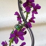 VERBASCUM