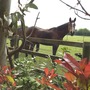 HORSES