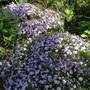 PHLOX