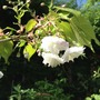 FLOWERING CHERRY TREE