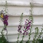 Verbascum