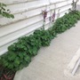 Lady's mantle and Verbascum