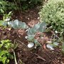 Eucalyptus perriniana - Spinning Gum