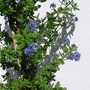 Ceanothus  'Paget Blue' (Ceanothus)