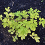 Dicentra spectabilis