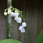 Convallaria majalis