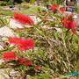 Callistemon__bottle_brush