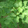 Planchonia careya ( Cocky apple ) (Planchonia careya)