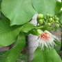 Planchonia careya ( Cocky apple ) (Planchonia careya)