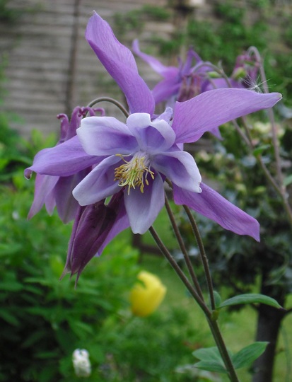 Lilac Aquilegia