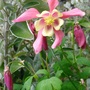 Aquilegia Spring Magic  'Rose & Ivory ' (Aquilegia vulgaris)