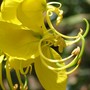 Cassia fistula ( golden shower ) (Cassia fistula)