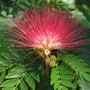 Calliandra emarginata ( Pink powder puff ) (Calliandra emarginata.)