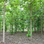 Tectona grandis ( Teak ) (Tectona grandis (Indian Oak))