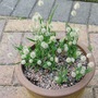 Lagurus ovatus  -  'Bunny Tails Grass'