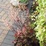 Heuchera