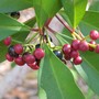 Syzygium angophoroides (Syzygium angophoroides)