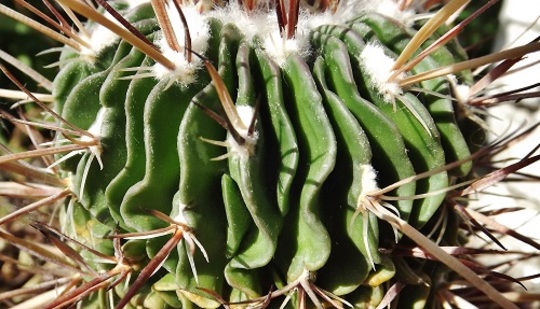 Stenocactus hastatus