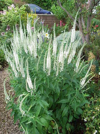 Veronica spicata var incana_-_white_form (Veronica spicata var incana)