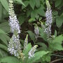 Veronicastrum_viriginicum_-_1 (Veronicastrum virginicum)