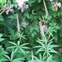 Veronicastrum_viriginicum_-_2 (Veronicastrum virginicum)