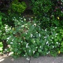 Geranium pyrenaicum  'Summer Snow' (Geranium sanguineum 'Alba')