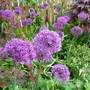Alliumtastic! (Allium hollandicum (Ornamental onion))