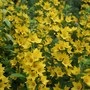 Plant Portraits - Perennials