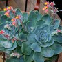 Plant Portraits - Succulents