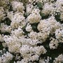 Plant Portraits - Rambling roses
