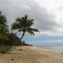 Low tide in July (Cocos nucifera (Coconut))