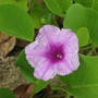 Ipomoea pes-caprae ssp braseliensis (Ipomoea pes-caprae ssp. brasiliensis)