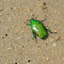 Ischiopsopha wallacei yorkiana ( flower scarab ) (Ischiopsopha wallacei yorkiana ( beetle ))