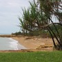 Nightcliff ( Darwin ) (Pandanus aquaticus)
