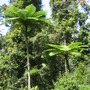 Along the Gillies Hwy. (Cyathea cooperi (Lacy Tree Fern))