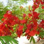 Delonix regia ( Poinciana ) (Delonix regia (Acacia Roja))
