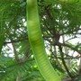 Seedpod (Delonix regia (Acacia Roja))