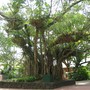 Drynaria regidula ( basket fern ) (Drynaria regidula)