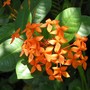 Ixora (Ixora)