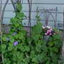 Our twig arbor with clematis and morning glory...
