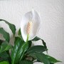 Spathiphyllum