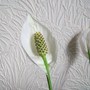 Spathiphyllum - an older flower