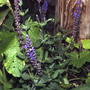 Salvia nemorosa 'Blue Queen'