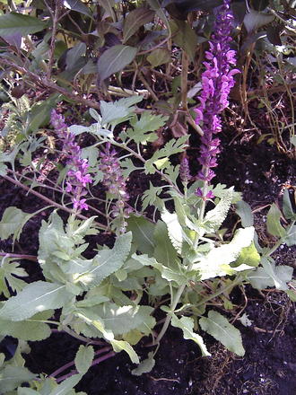 Pink sage (Salvia nemorosa 'Sensation Rose')