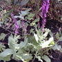 Salvia nemorosa 'Sensation Rose'