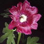 First bloom!! (Alcea rosea (Black Hollyhock))